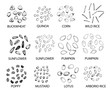 © zgurski1980 - Set of hand drawn outline cereal grains. Vector illustration.