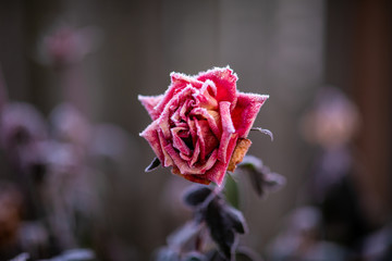 Wall Mural - Faded rose flower covered with a hoarfrost on a winter day