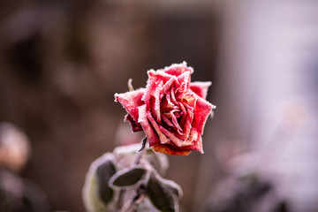 Wall Mural - Withered rose covered with a hoarfrost on a winter day