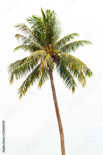 Single Coconut Tree Isolated On White Background Stock Photo Adobe Stock