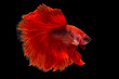 © nokkaew - Halfmoon Betta Fish
