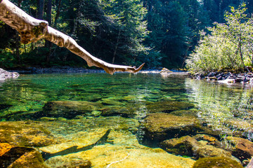 Log/large tree branch hanging over over a pong water of Opak Creek, Oregon