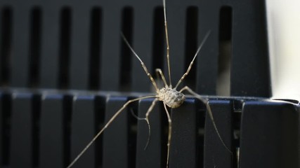Wall Mural - spider climbing up on a small device