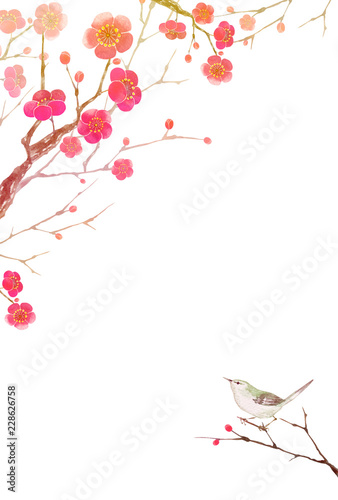 梅の花 寒中見舞い 年賀状 ウグイス 水彩 イラスト Stock イラスト Adobe Stock