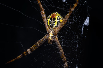 Wall Mural - spider on the cobweb