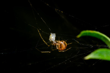 Wall Mural - spider on the cobweb