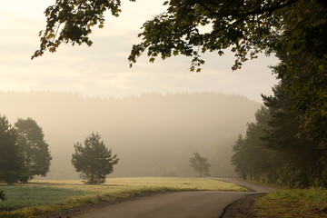 Wall Mural - Sunrise in foggy forest