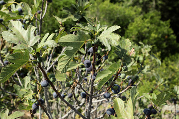 Wall Mural - Fresh figs on branches