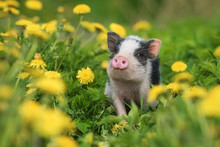 Mini Pig Walking On The Field With Dandelions