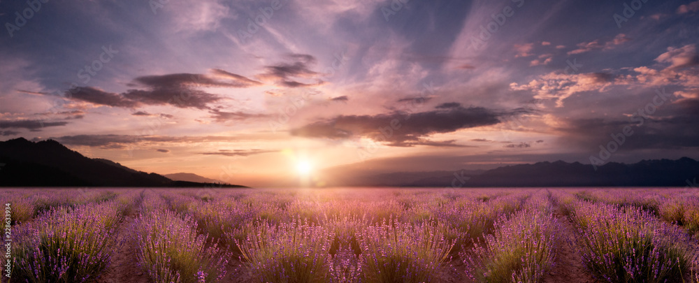 panorama field lavender - obrazy, fototapety, plakaty 