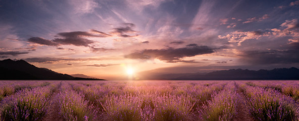 Wall Mural - panorama field lavender