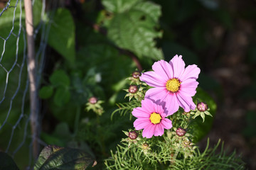 Poster - fleurs mauve violet vert  cosmos