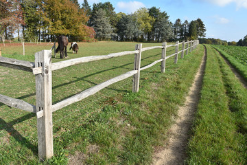 Wall Mural - cloture bois fil nature vert champs prairie