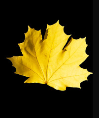 maple leaf on black background
