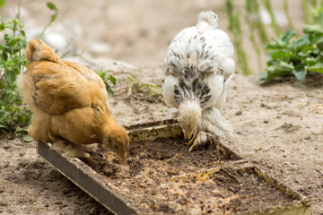 Two hens are eating