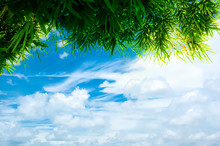 Green Bamboo Leaves With Blue Sky