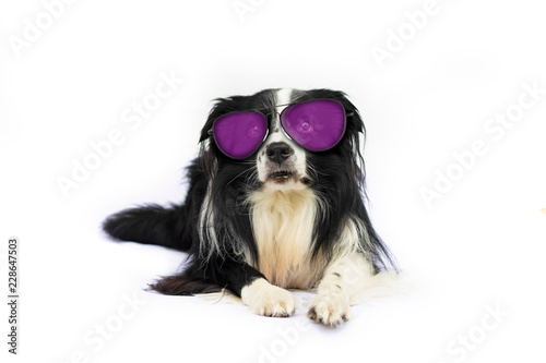 Dog With Purple Sunglasses Is Lying On A White Background The
