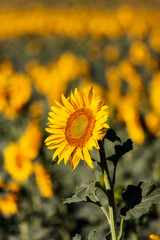 Wall Mural - GIRASOL EN EL CAMPO