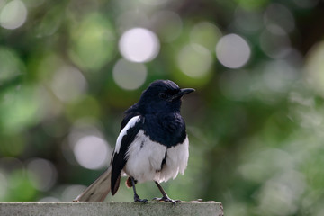 Wall Mural - Oriental magpie-robin, they are common birds in urban gardens as well as forests.