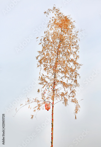 Fotografía Dried bamboo tree decorative with colorful light bulb and Chinese lantern against white sky background