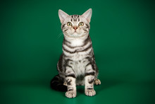 American Shorthair Cat On Colored Backgrounds