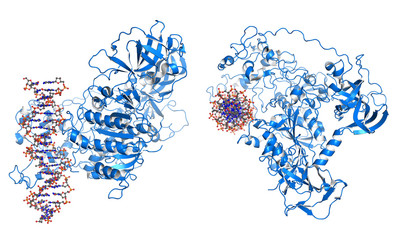 Wall Mural - DNMT3 is an enzyme from a group of DNA methlytransferases, which modify DNA to regulate gene expression and activity.