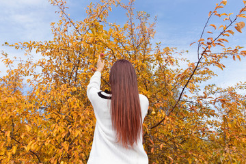 Red-haired girl in a white sweater collects apples in the autumn forest