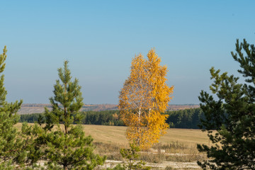 Wall Mural - tree in autumn