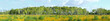 Birkenwald Panorama