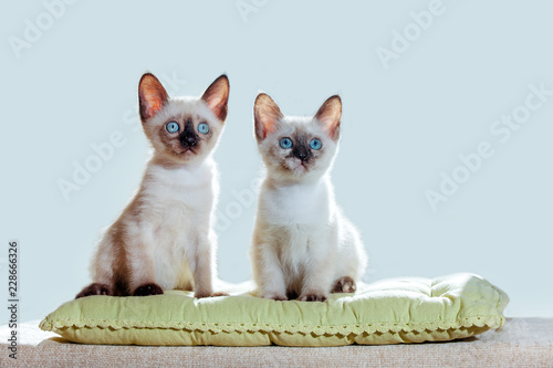 Thai Cat Pelage Breed Kitten Small Cat Pet Gray White Brown Beige