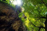 Fototapeta  - Jungles on Railay peninsula, Krabi province, Thailand. Foliage of a large tree meets a limestone rock and form immense cool shadow. The sun shines through the gap creating a blinding eye flash