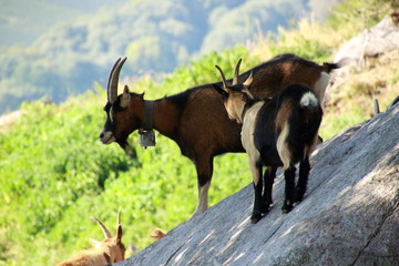  brown goats in the mountains 