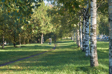 Sticker - birch in the park