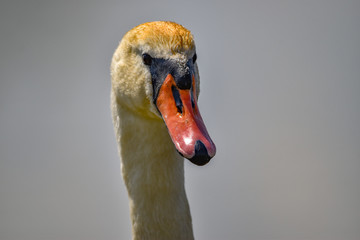 Wall Mural - portrait of a swan