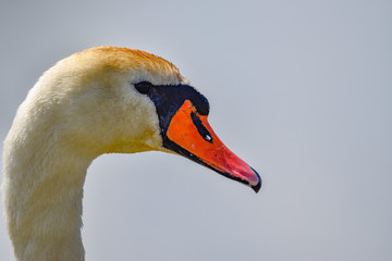 Wall Mural - portrait of a swan