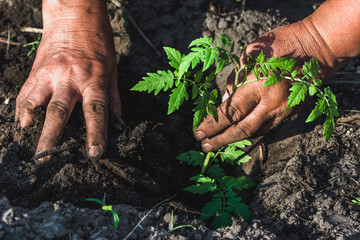 Farmer hands with seedlings for planting the garden. Spring gardening and organic farming concept.