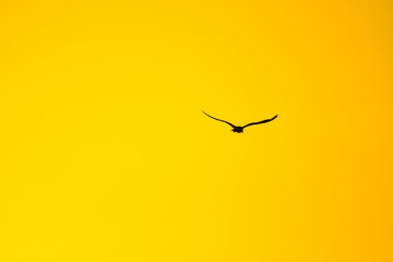 Poster - silhouette of bird flying