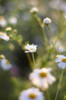 white flower on chamomile field