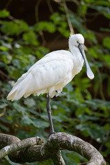 Wall Mural - Closeup of a spoonbill