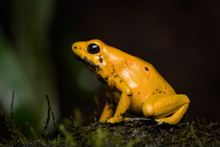 Closeup Of A Golden Poison Frog Sitting On A Log