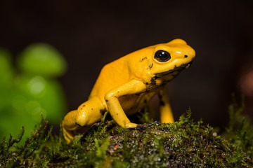 Closeup of a golden poison frog sitting on a log