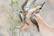 Red-billed oxpecker (Buphagus erythrorhyncus) feeding on impala (Aepyceros melampus), Kruger National Park, South Africa