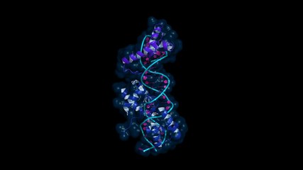 Wall Mural - DNA binding domains of transcription factors Oct1 and Sox2, which are essential for self-renewal of embryonic stem cells. Rotating cartoon model, seamless loop.