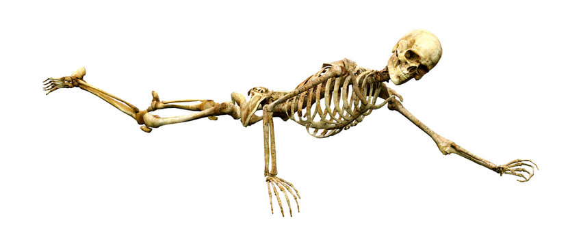 3D Rendering Human Skeleton on White