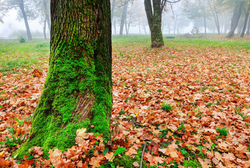 Canvas Print - Misty autumn park