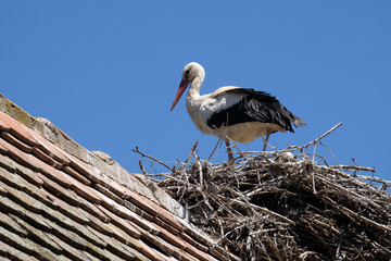 White Stork and nest on top of refurbished wooden houses in European stork village Cigoc, Croatia 