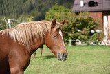 Fototapeta Konie - cavallo cavalli al pascolo natura ritratto 