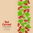 red currant background