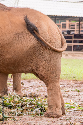 An Elephant Swinging His Tail In A An Elephant Rescue And