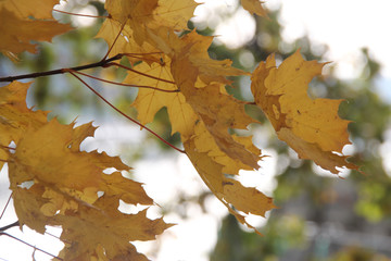 Wall Mural - yellow maple leaves